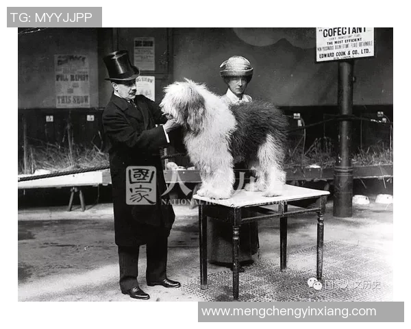 足球生狗的奇妙旅程与成长故事探讨